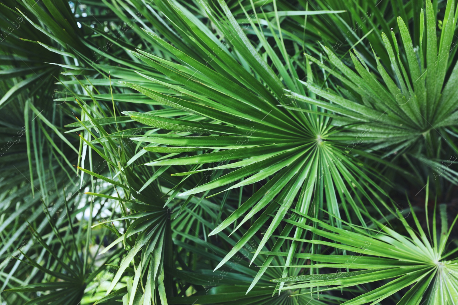 Photo of Beautiful green tropical leaves outdoors, closeup view