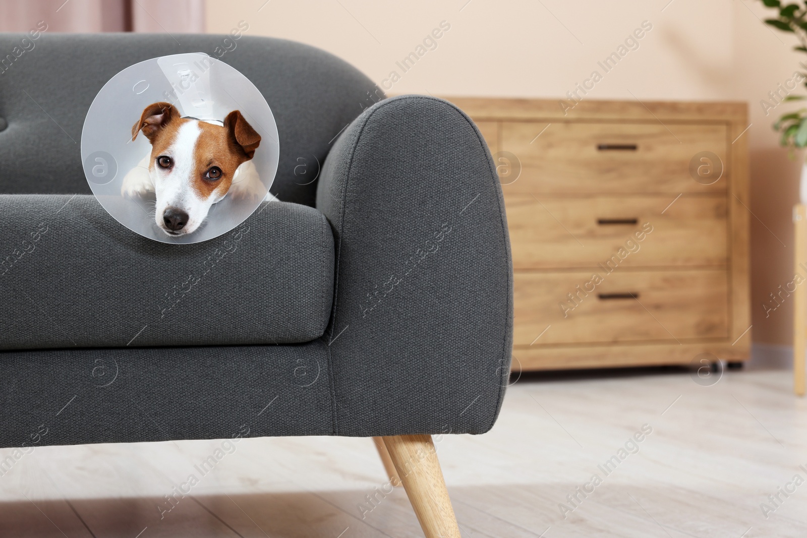 Photo of Jack Russell Terrier dog wearing medical plastic collar on sofa at home. Space for text