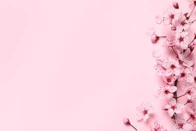 Photo of Blossoming spring tree branch as border on pink background, flat lay. Space for text