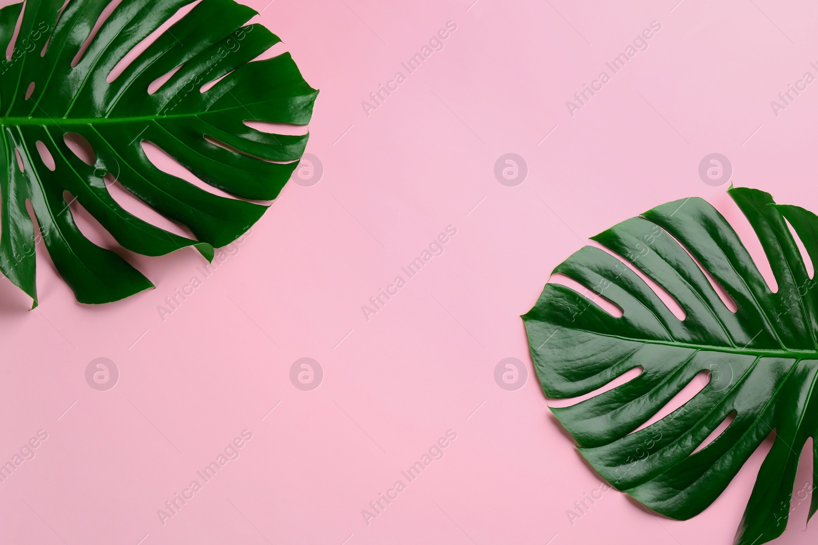 Photo of Beautiful monstera leaves on pink background, flat lay with space for text. Tropical plant