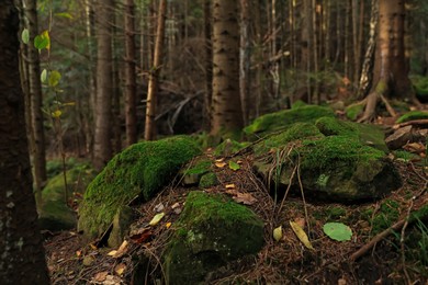 Beautiful view of green moss on stones near trees in forest