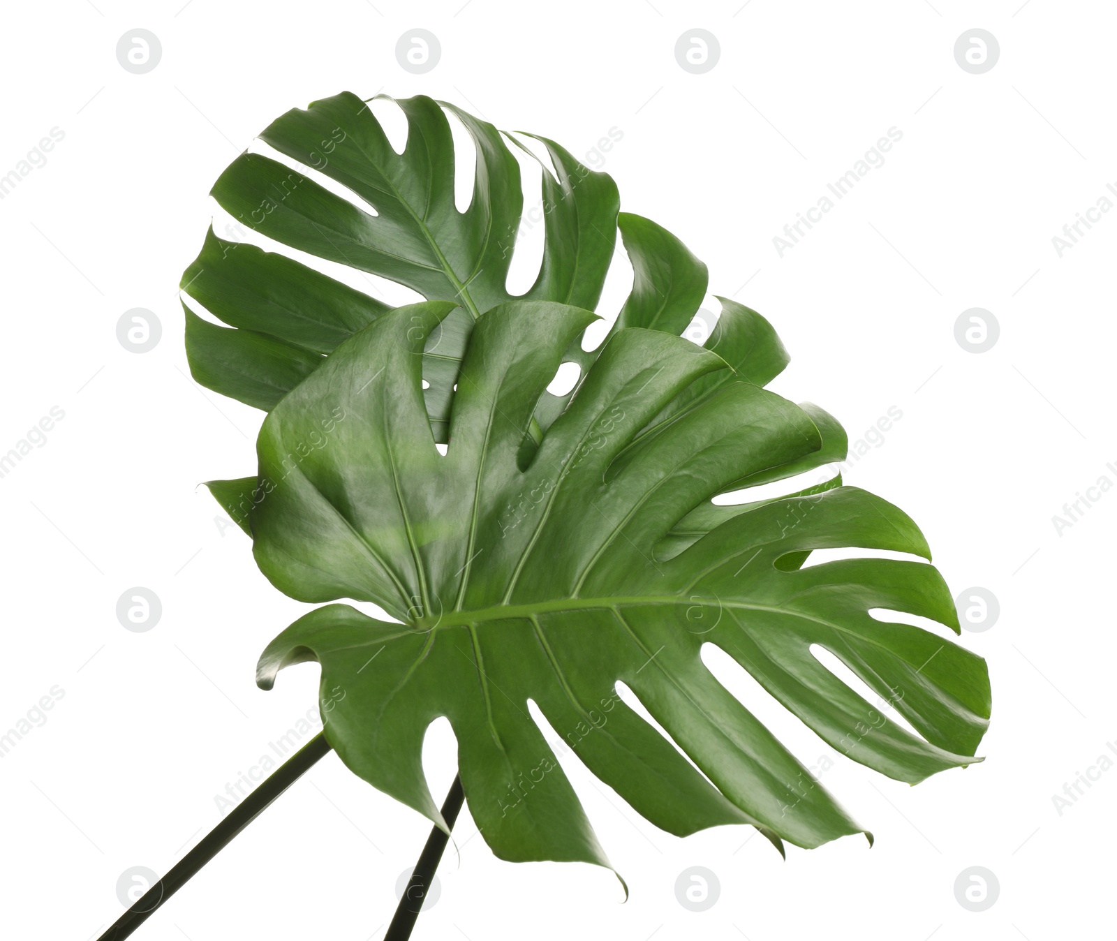 Photo of Fresh green tropical leaves on white background