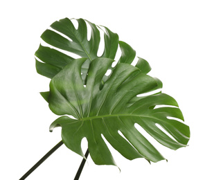 Photo of Fresh green tropical leaves on white background