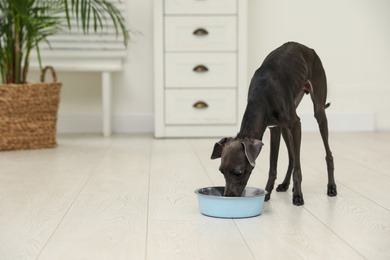 Photo of Italian Greyhound dog eating from bowl at home