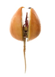 Photo of Avocado pit with sprout and root on white background