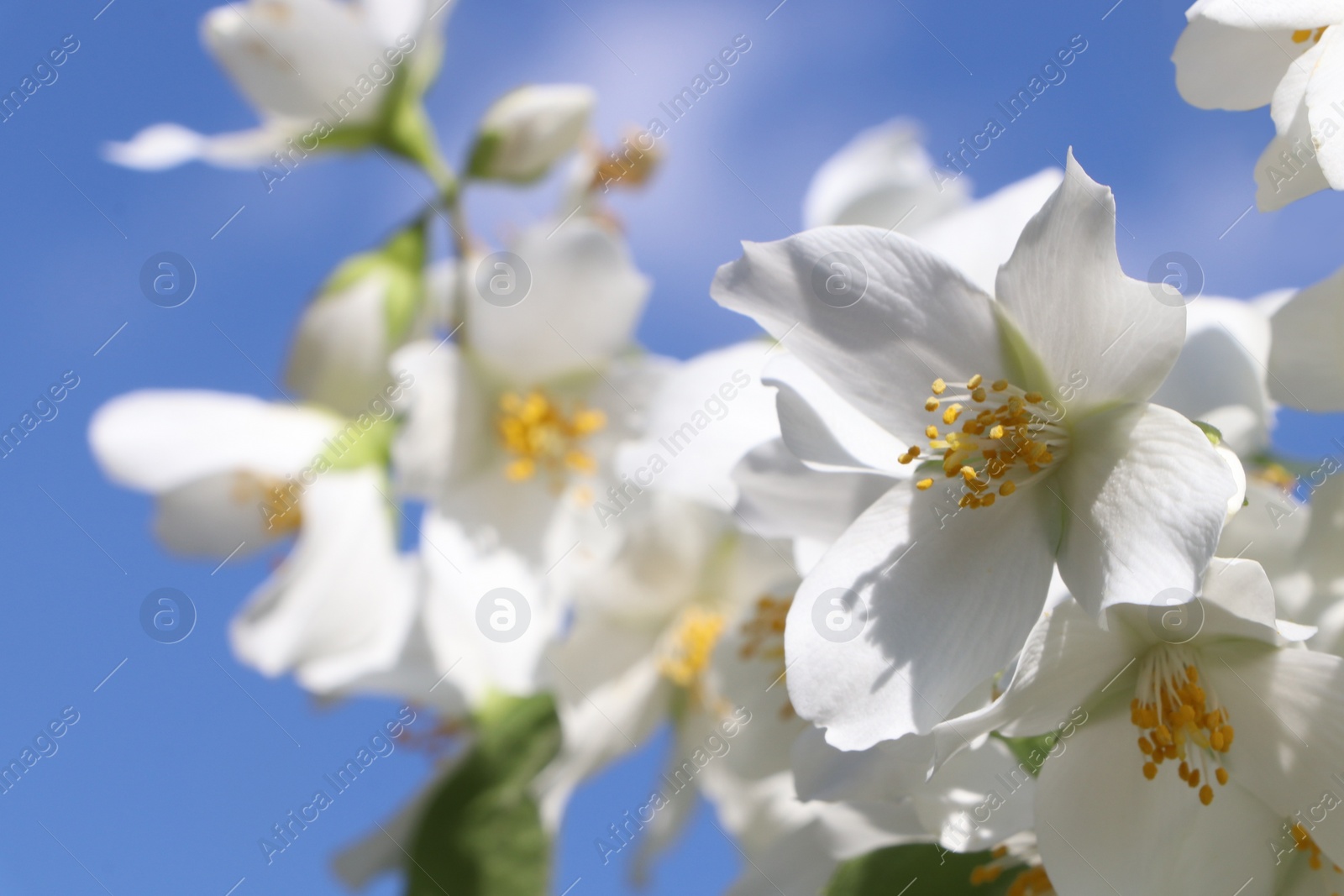 Photo of Closeup view of beautiful blooming white jasmine shrub against blue sky