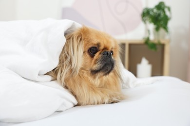 Photo of Cute Pekingese dog wrapped in blanket on bed indoors. Space for text