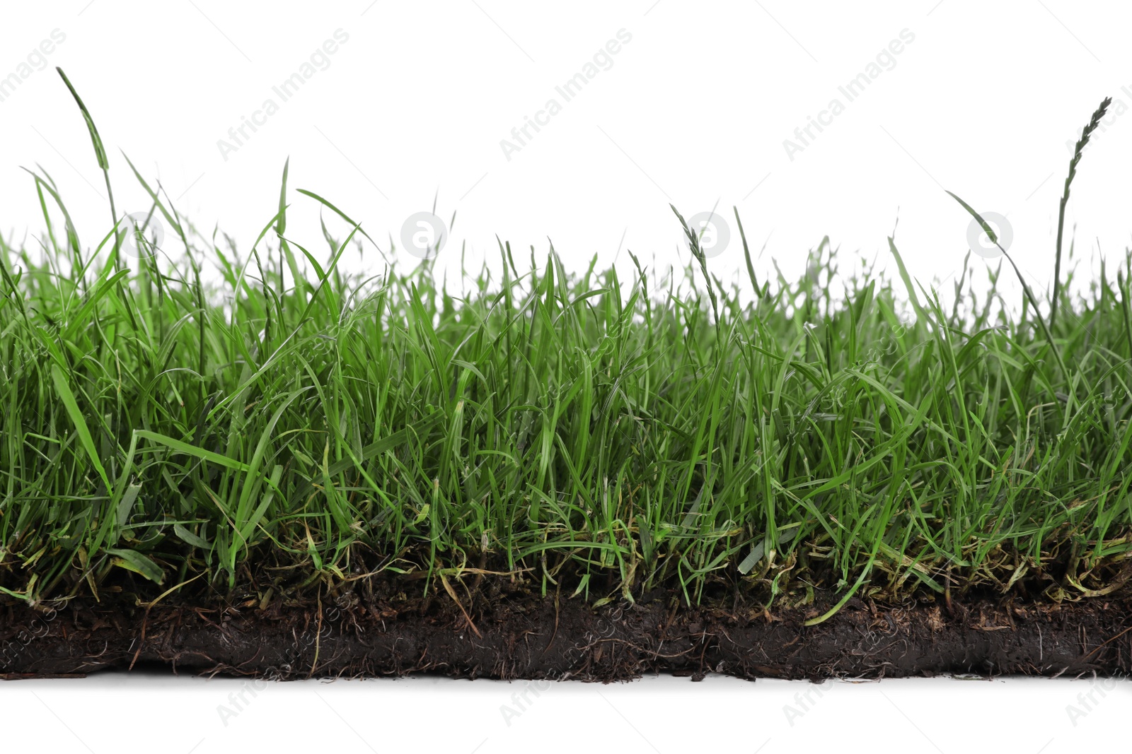Photo of Soil with green grass on white background, closeup