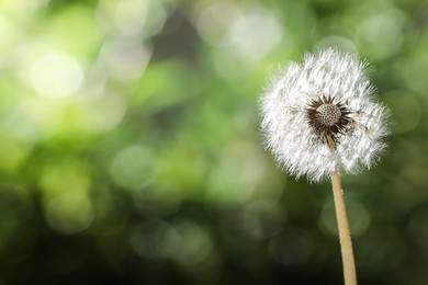 Photo of Beautiful dandelion flower on blurred green background. Space for text