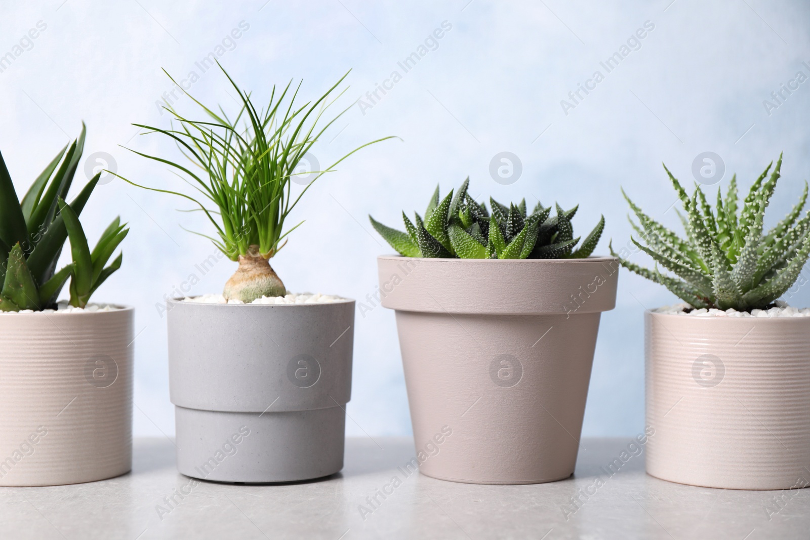 Photo of Beautiful Aloe, Haworthia and Nolina in pots on light table. Different house plants