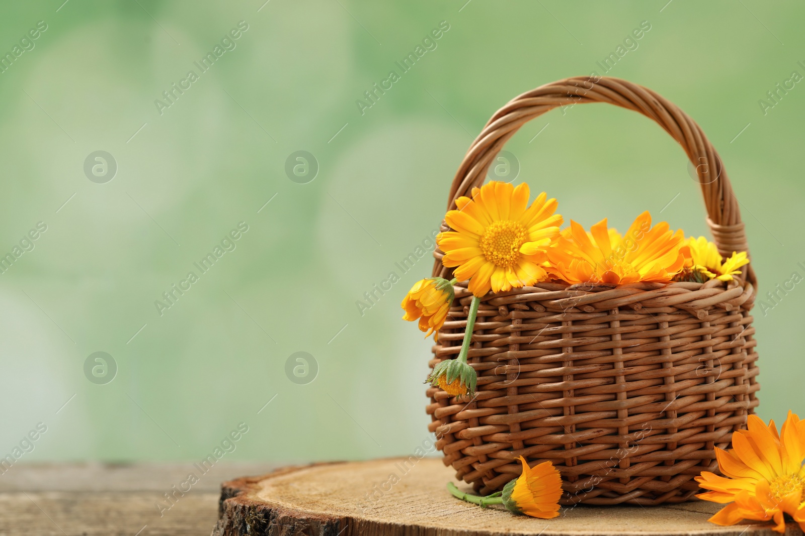 Photo of Beautiful fresh calendula flowers in wicker basket on wooden table against blurred green background, space for text