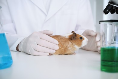 Photo of Scientist with guinea pig in chemical laboratory, closeup. Animal testing