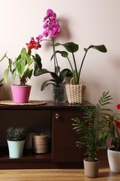 Photo of Beautiful houseplants in pots on table near beige wall. House decor