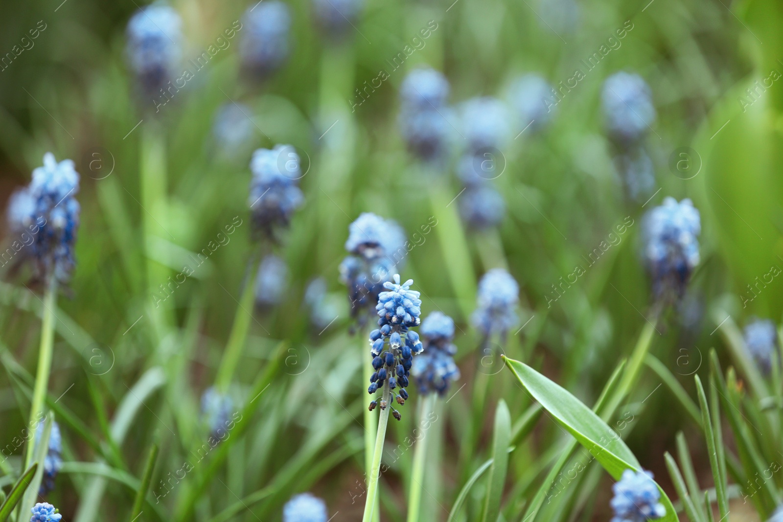 Photo of Many beautiful spring muscari flowers in garden