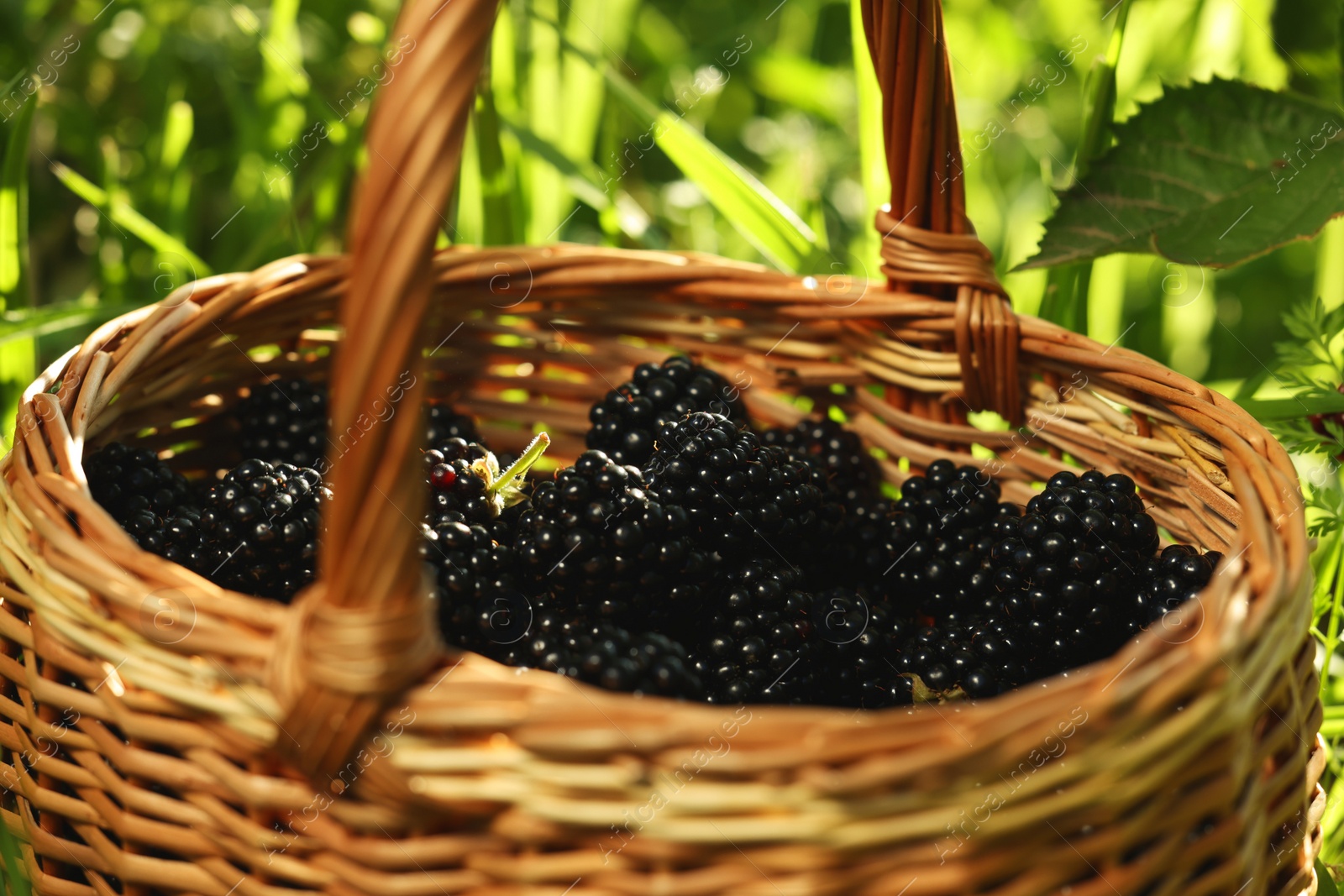 Photo of Wicker basket with ripe blackberries outdoors, closeup