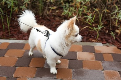 Cute Chihuahua with leash on walkway outdoors. Dog walking