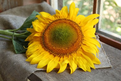 Photo of Beautiful sunflower on cloth near window indoors