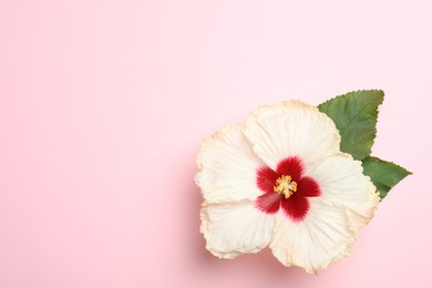 Beautiful tropical hibiscus flower with leaves on pink background, top view. Space for text