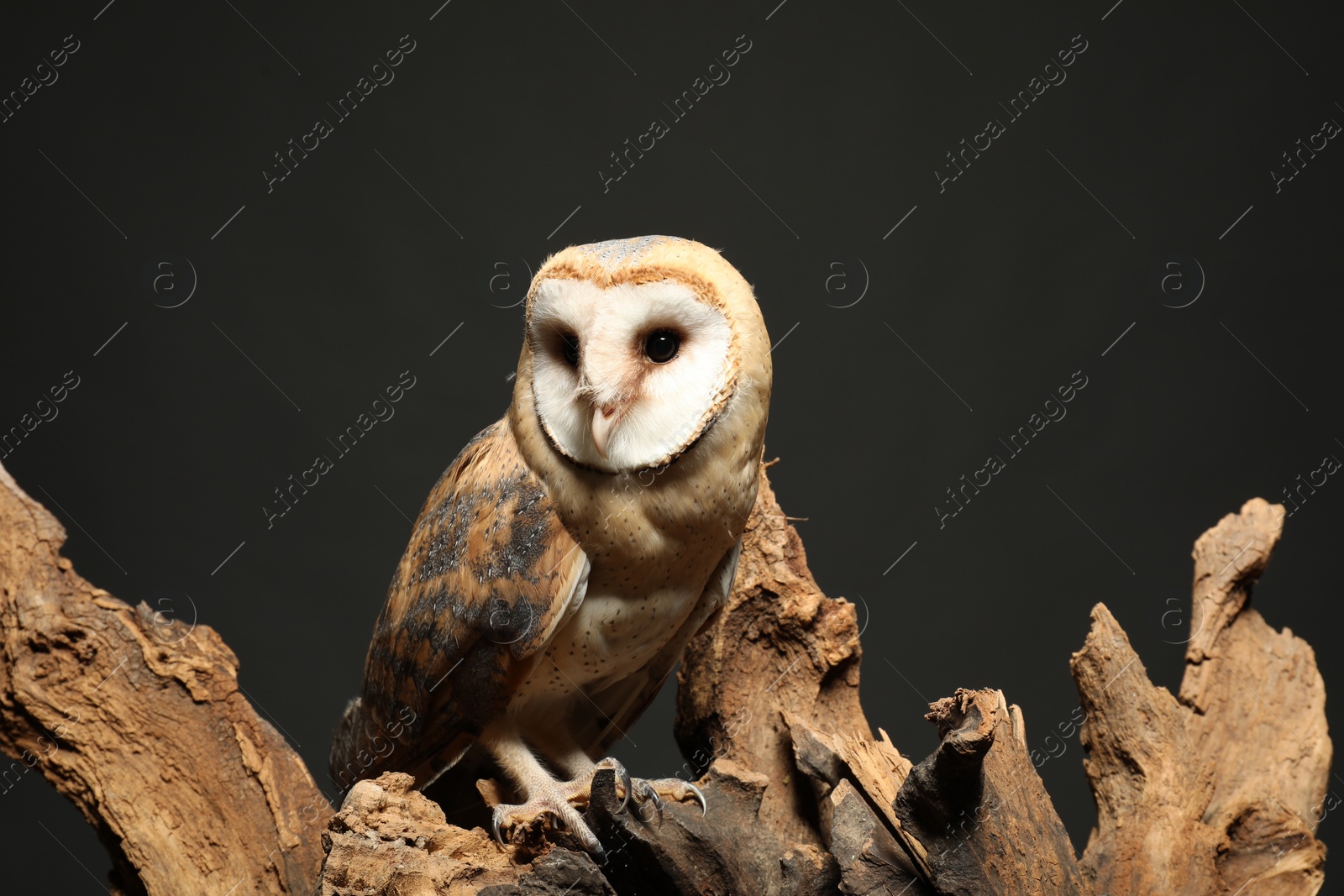 Photo of Beautiful common barn owl on tree against grey grey background