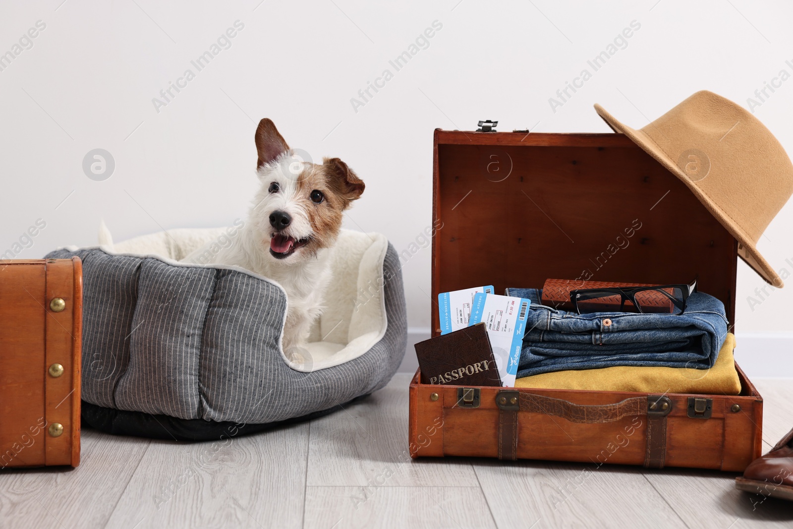 Photo of Travel with pet. Dog, clothes, passport, tickets and suitcase indoors