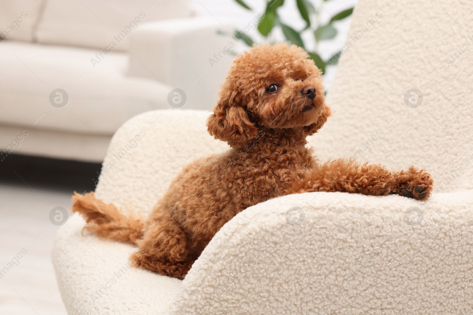 Photo of Cute Maltipoo dog resting on armchair at home. Lovely pet