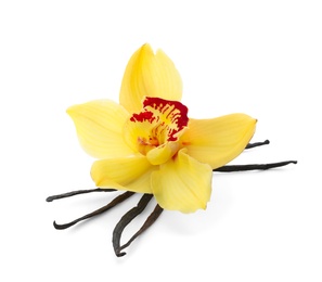 Vanilla sticks and flower on white background