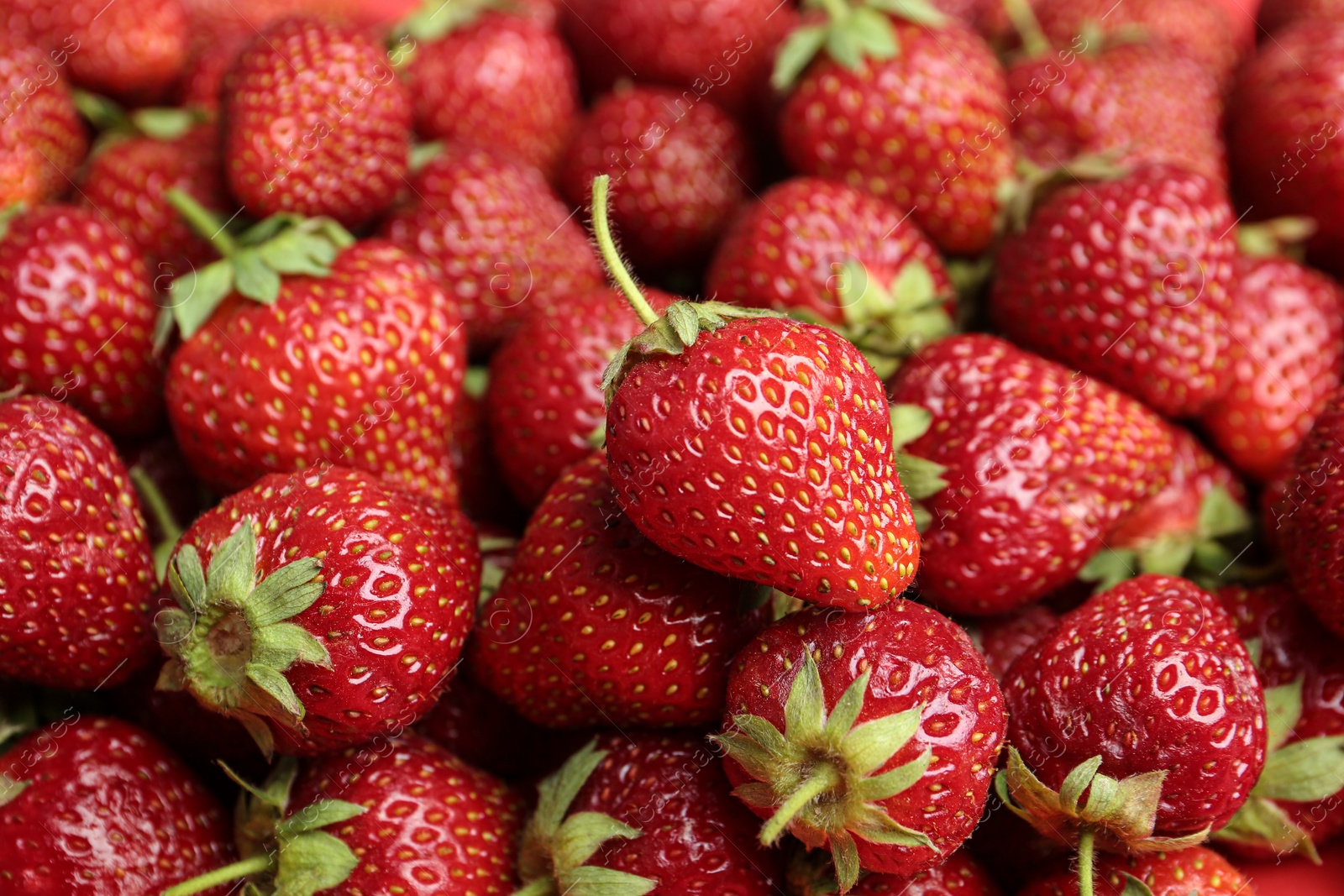 Photo of Many tasty ripe strawberries as background, closeup