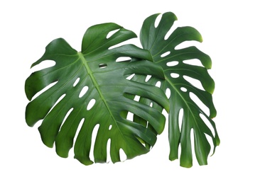 Photo of Green fresh monstera leaves on white background. Tropical plant