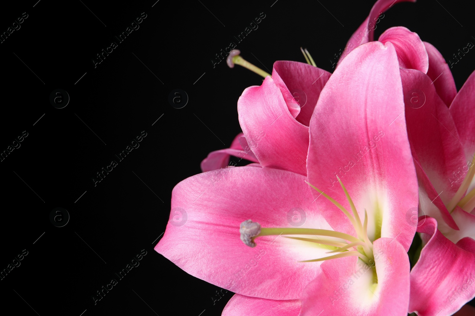 Photo of Beautiful pink lily flowers on black background, closeup. Space for text