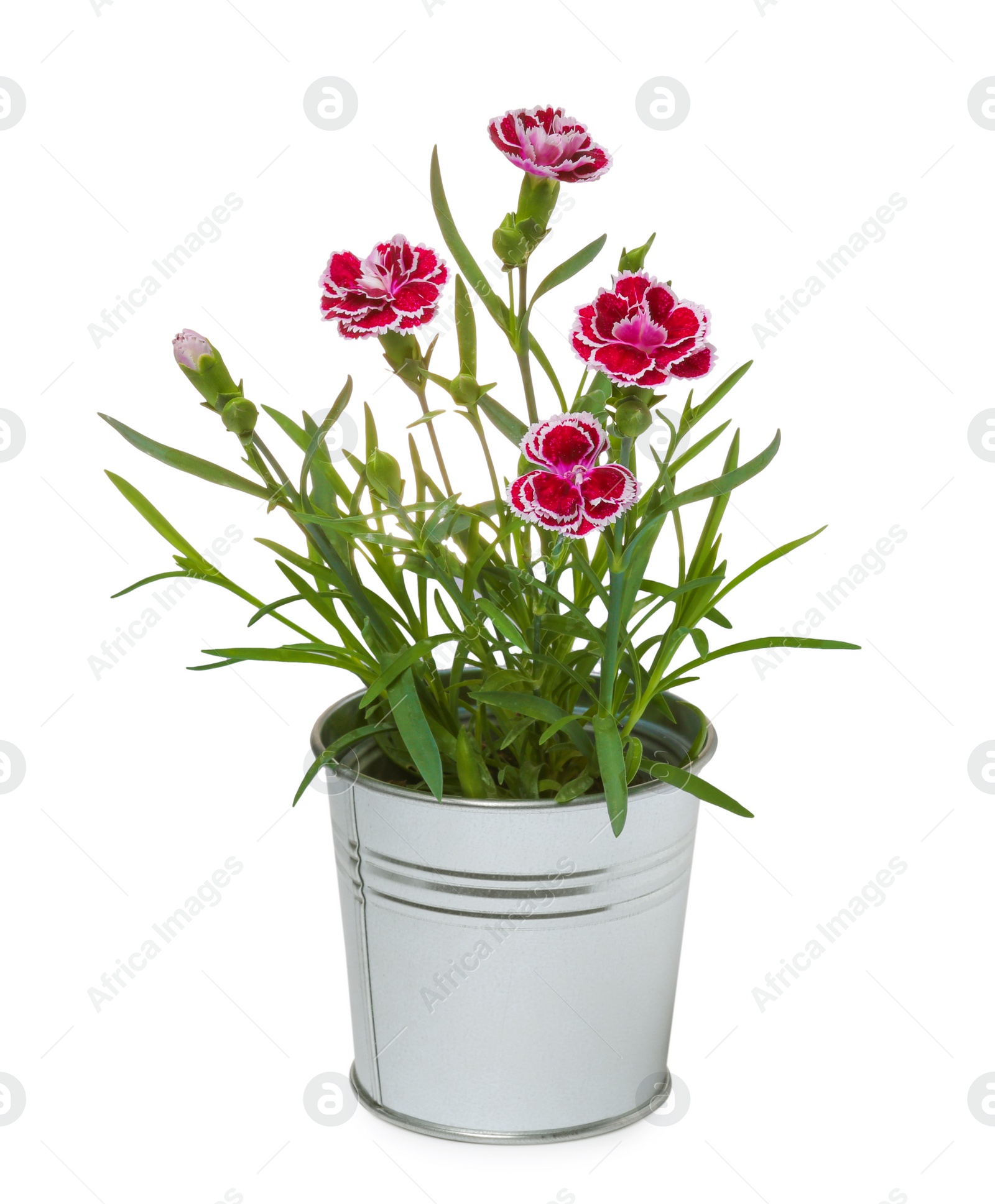 Photo of Beautiful flowers in metal pot isolated on white