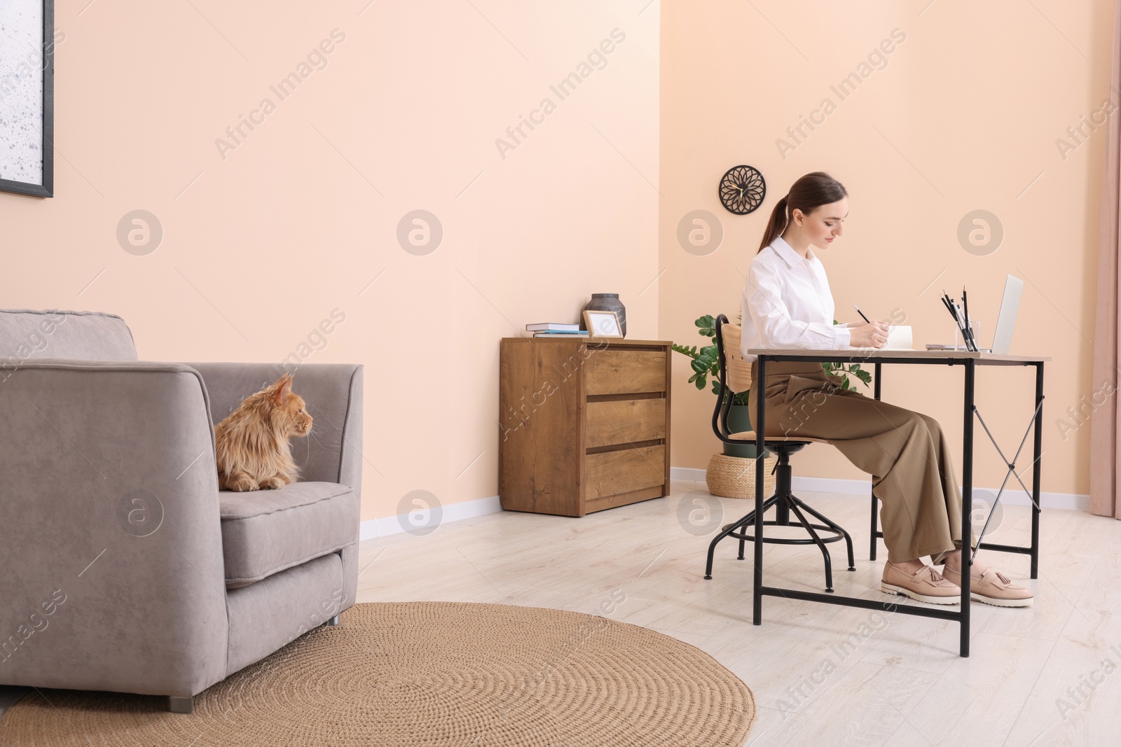 Photo of Woman working at desk and cat lying on armchair in room. Home office