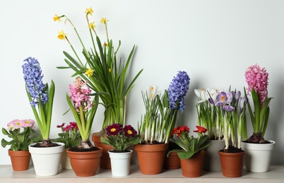 Different beautiful potted flowers on table near white wall