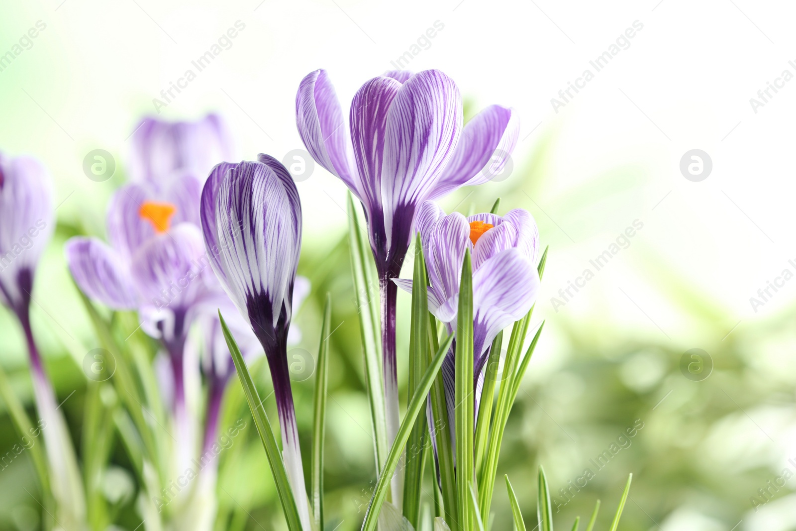 Photo of Beautiful spring crocus flowers on blurred background, space for text