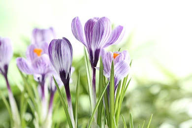 Photo of Beautiful spring crocus flowers on blurred background, space for text