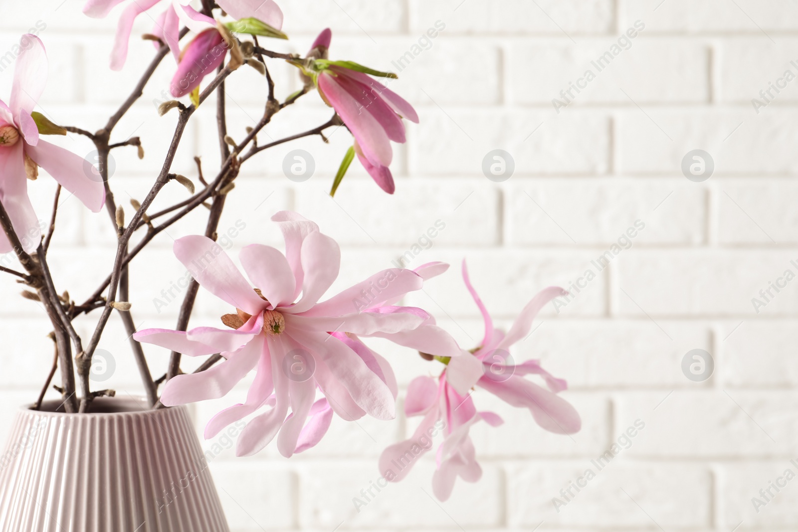 Photo of Magnolia tree branches with beautiful flowers in vase against white brick wall, closeup. Space for text