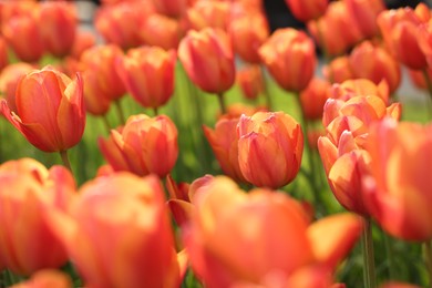 Photo of Beautiful colorful tulips growing in flower bed, selective focus