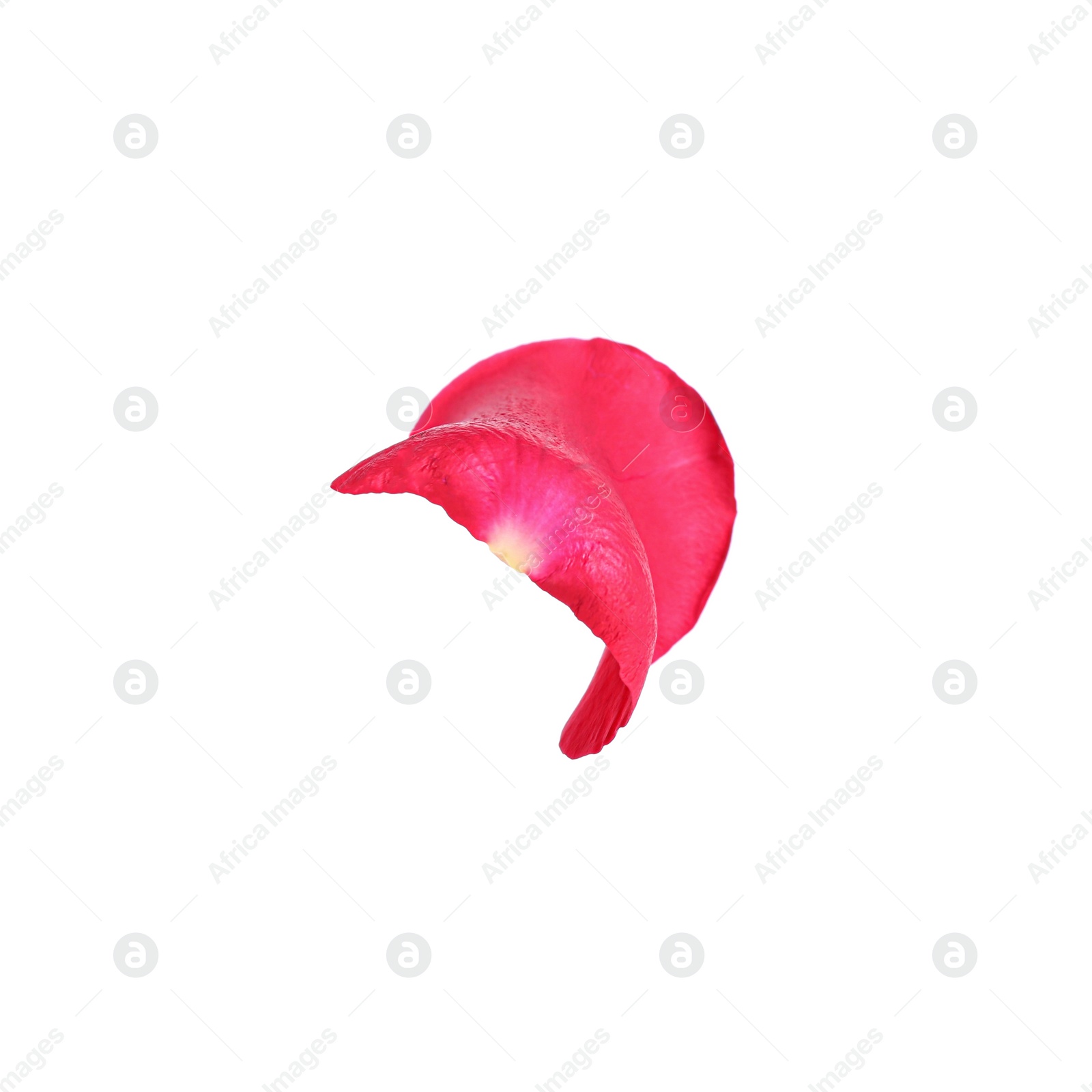 Photo of Tender red rose petal isolated on white