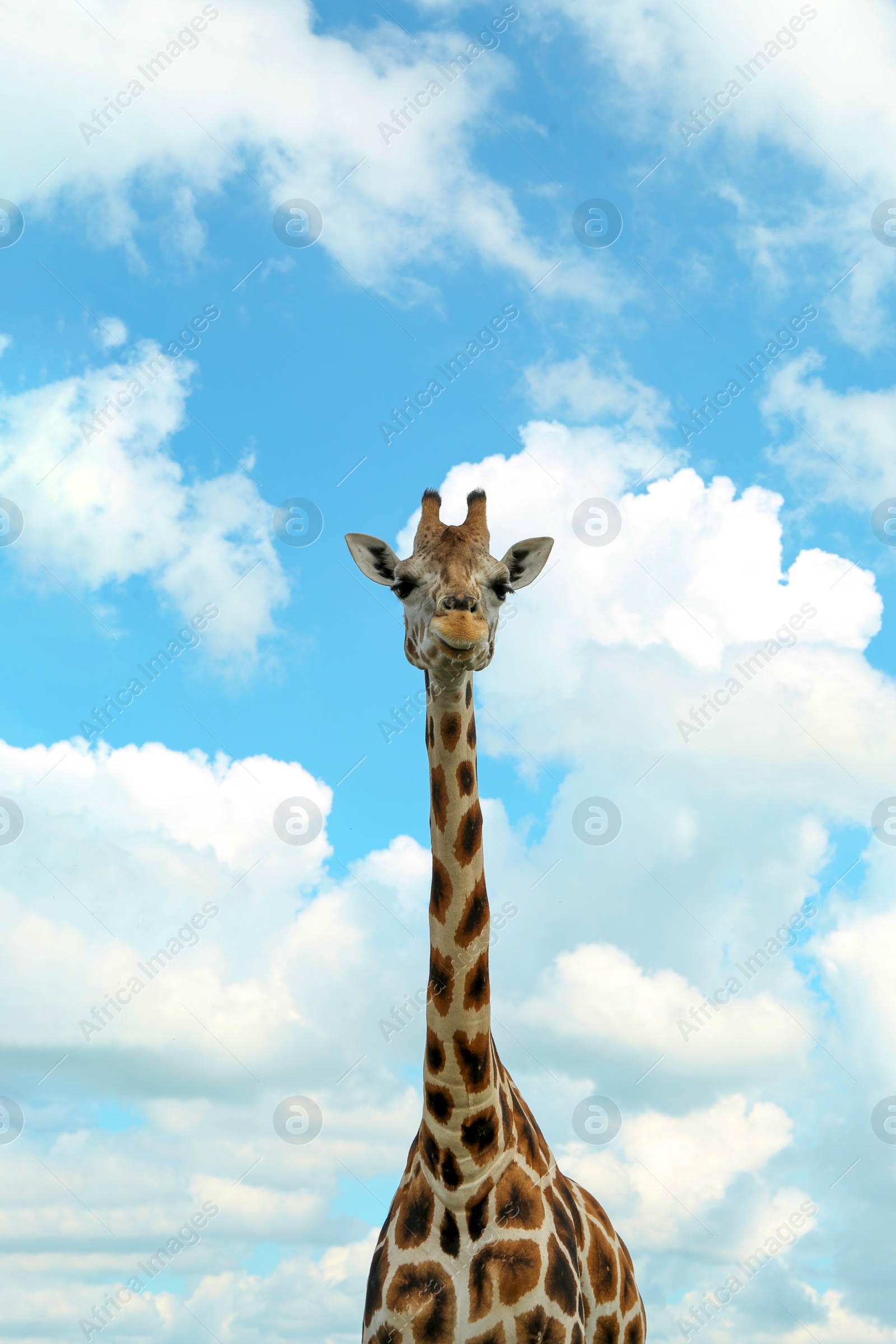 Photo of Beautiful spotted African giraffe against blue sky