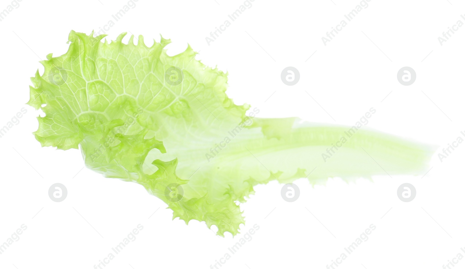 Photo of Leaf of fresh lettuce for burger isolated on white