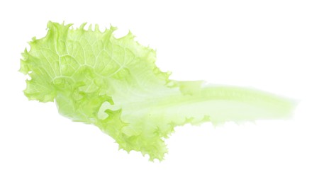 Leaf of fresh lettuce for burger isolated on white