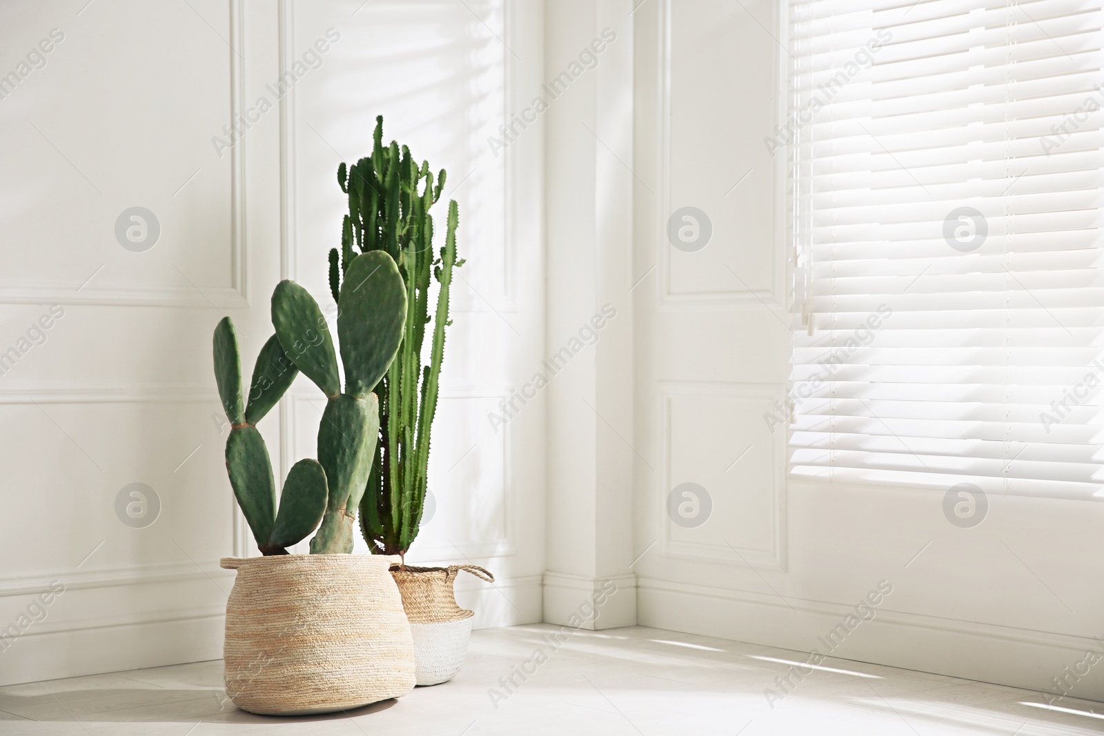 Photo of Stylish room with beautiful potted cacti, space for text. Interior design