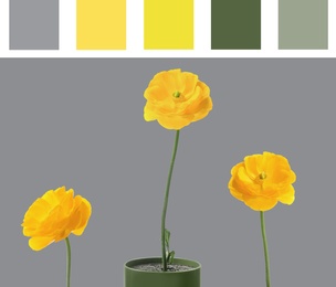 Color of the year 2021. Beautiful yellow ranunculus flowers on grey background