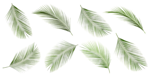 Set of tropical leaves on white background