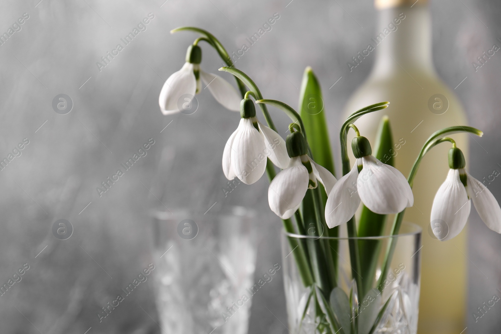 Photo of Beautiful snowdrops in glass against grey wall, space for text