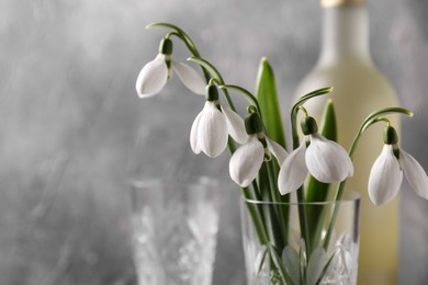 Photo of Beautiful snowdrops in glass against grey wall, space for text