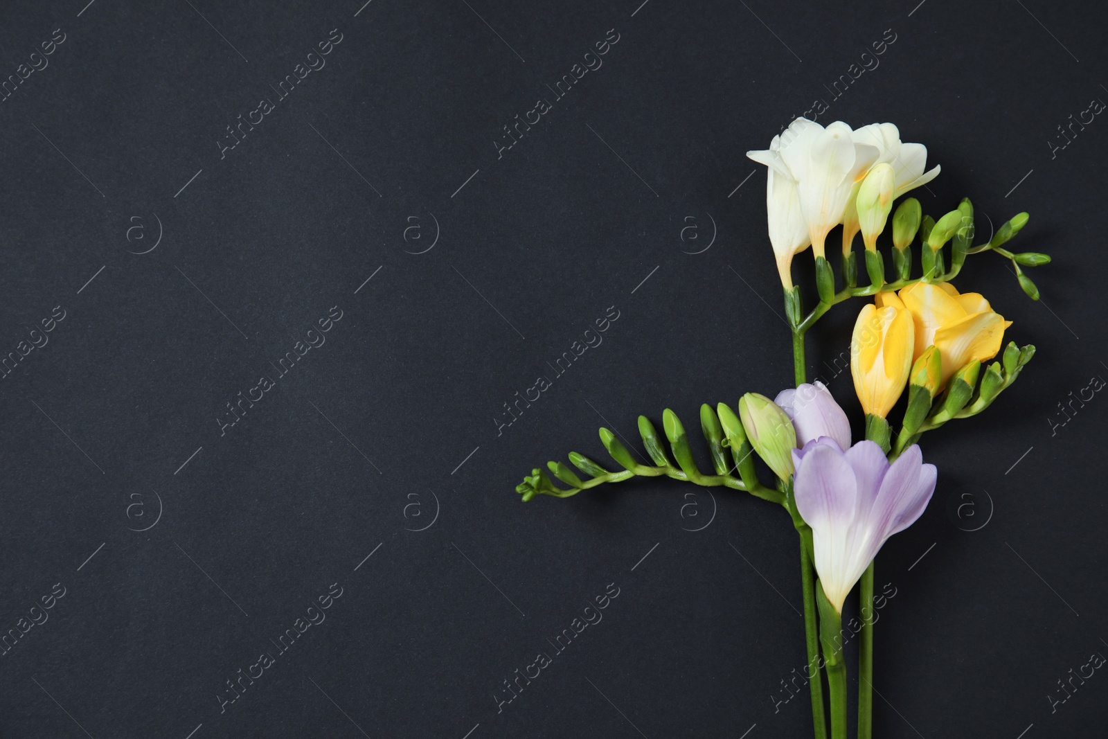 Photo of Beautiful fresh freesia flowers and space for text on black background, top view