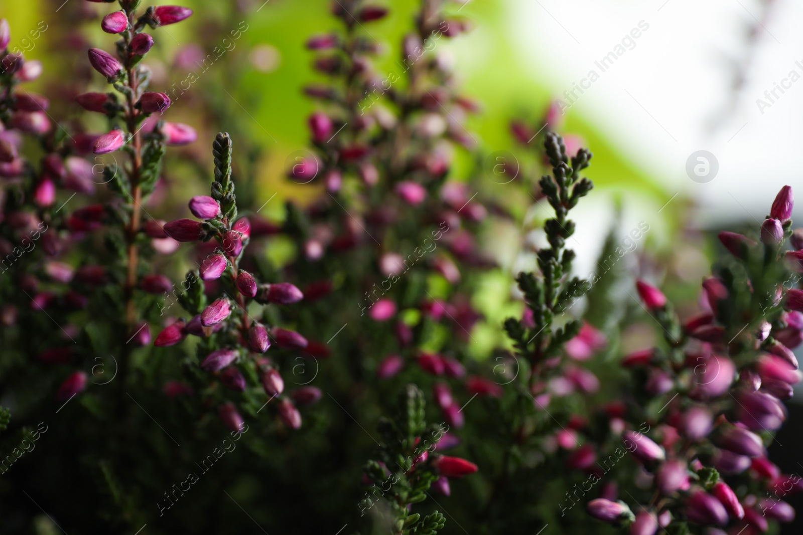 Photo of Heather shrub with beautiful flowers on blurred background, closeup