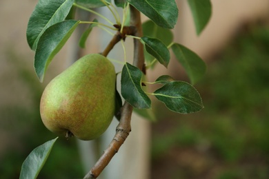 Photo of Ripe pear on tree branch in garden, closeup. Space for text