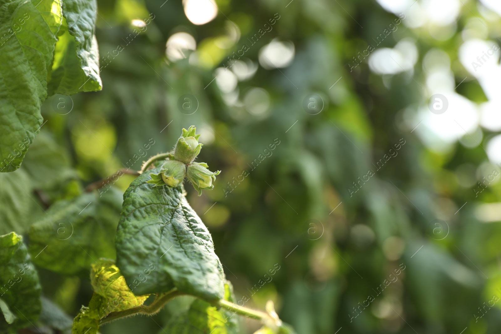 Photo of Unripe hazelnuts growing on tree outdoors, space for text
