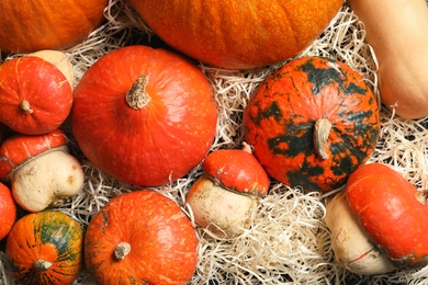 Photo of Many different pumpkins as background. Autumn holidays